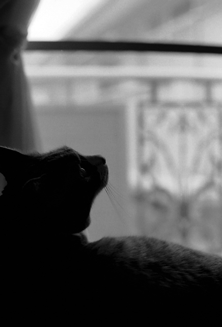 59bf090d7161adb1f38e6ee3e11a4998_m