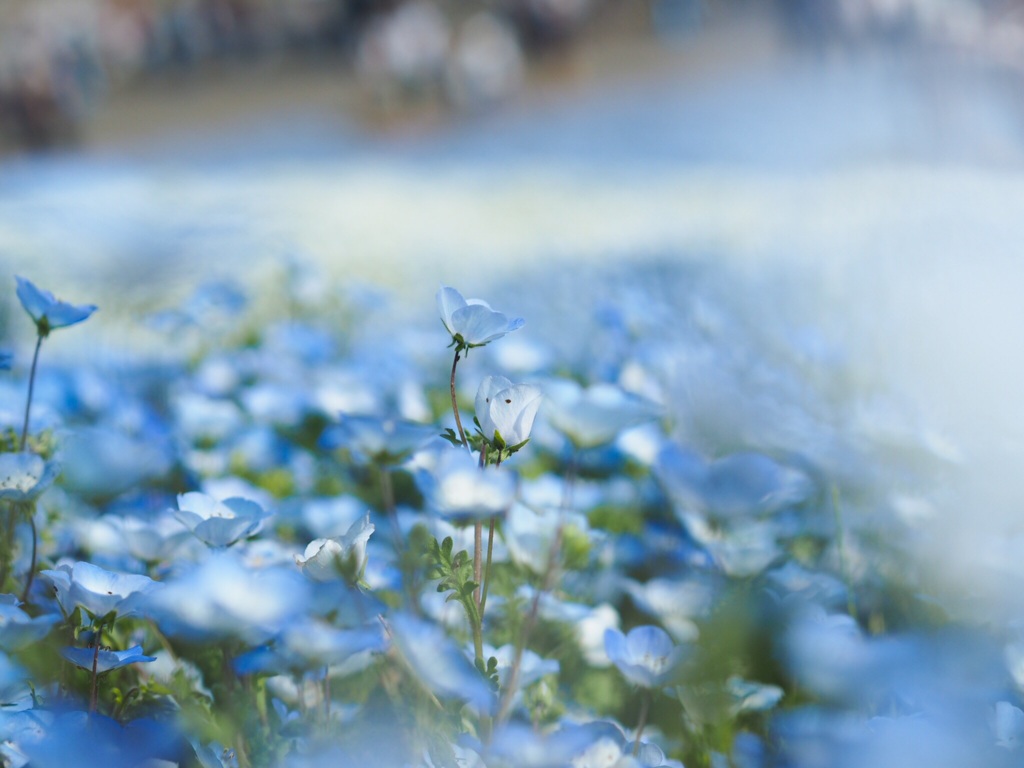 ネモフィラ