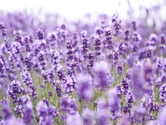 ラベンダー