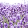 ラベンダー