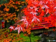 紅葉　