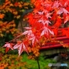 紅葉　