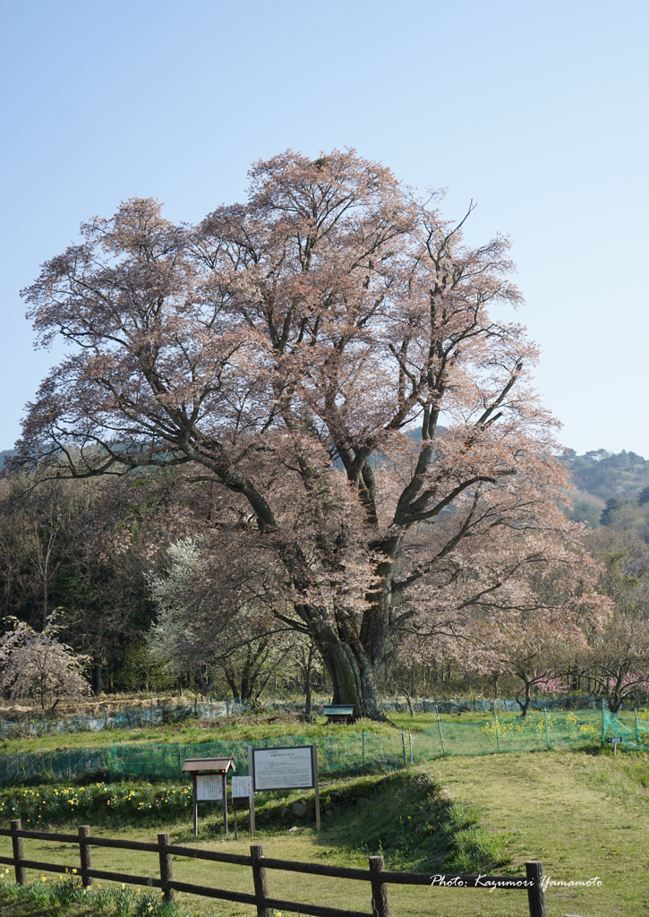別尺の山桜