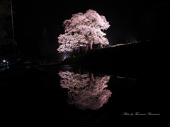要害桜