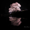 要害桜