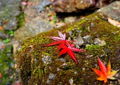 紅葉とコケ