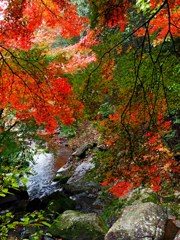 渓流と紅葉