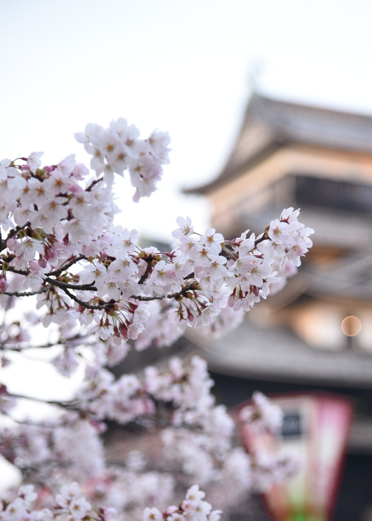 松江城桜