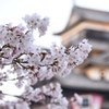 松江城桜