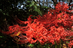 彼岸花