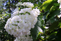 紫陽花(3)