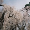 安養寺の枝垂れ桜