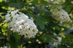 紫陽花