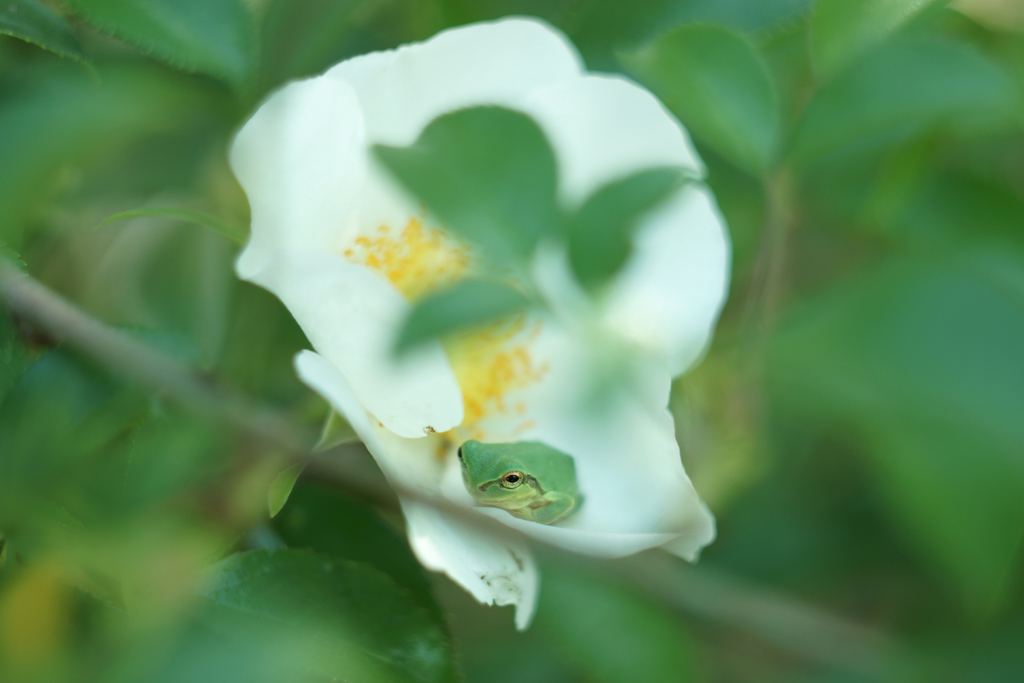 薔薇
