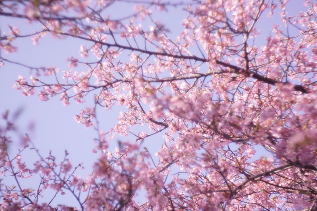 河津桜