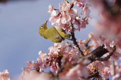河津桜とめじろ(2)