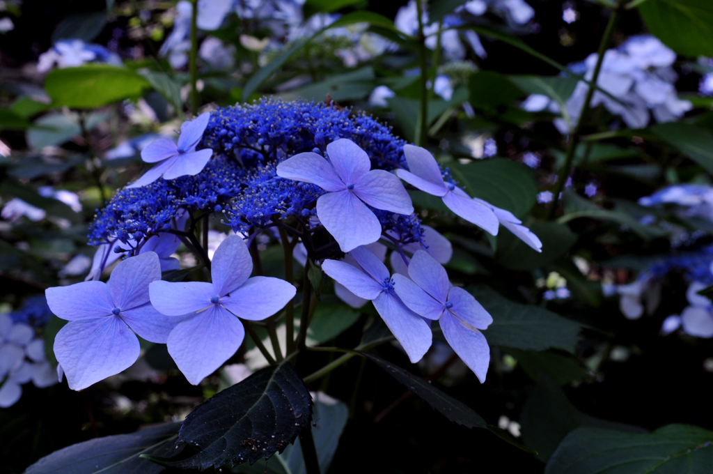 紫陽花(2)