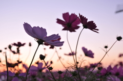 夕暮れのコスモス(3)