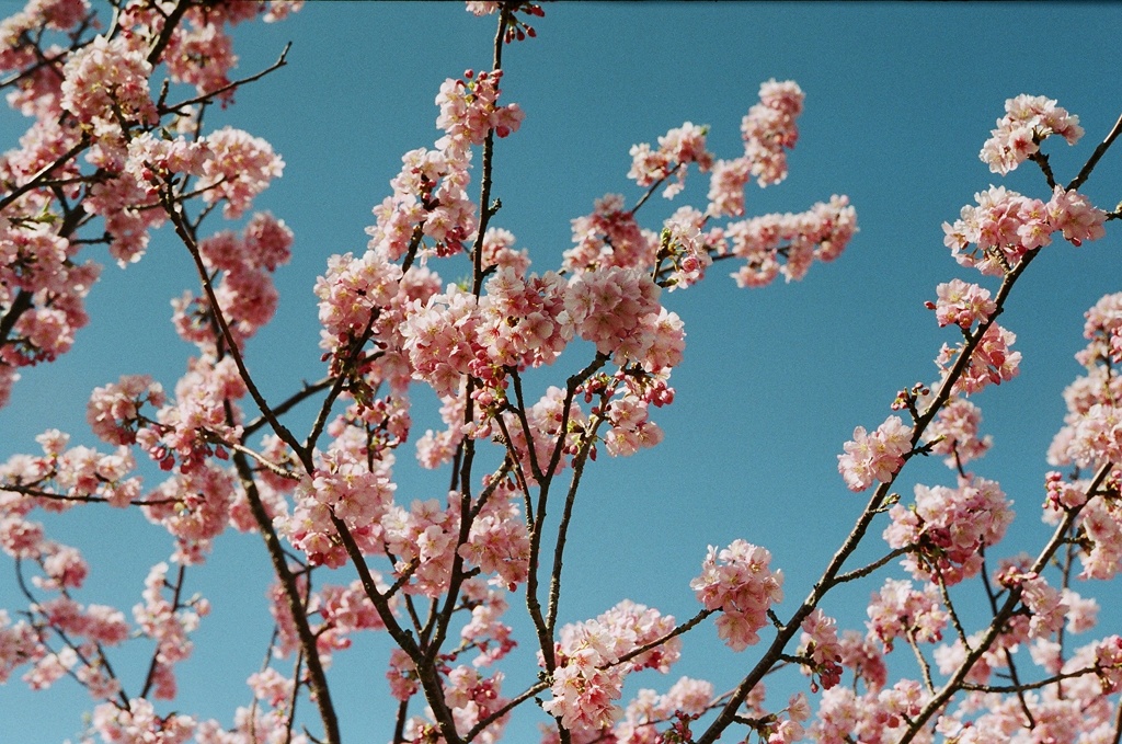 河津桜