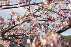河津桜とめじろ