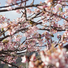 河津桜とめじろ