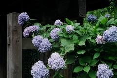紫陽花