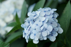 紫陽花 2017(2)