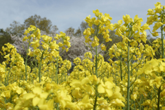 菜の花