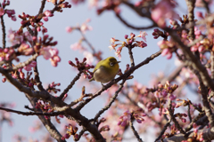 河津桜とめじろ(3)