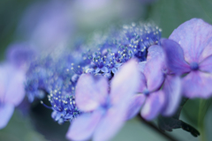 紫陽花 2017