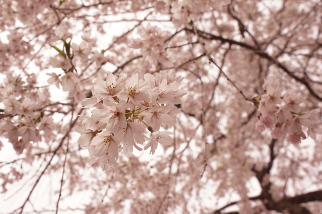 枝垂れ桜