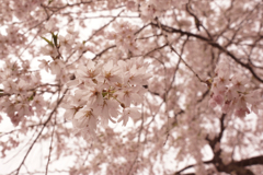 枝垂れ桜