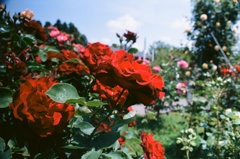 真っ赤な薔薇