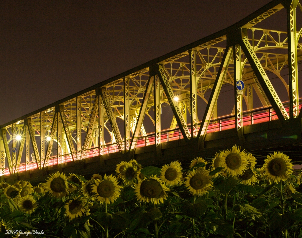 夜の向日葵と長生橋