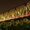 夜の向日葵と長生橋