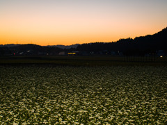 夕暮れと蕎麦の花。