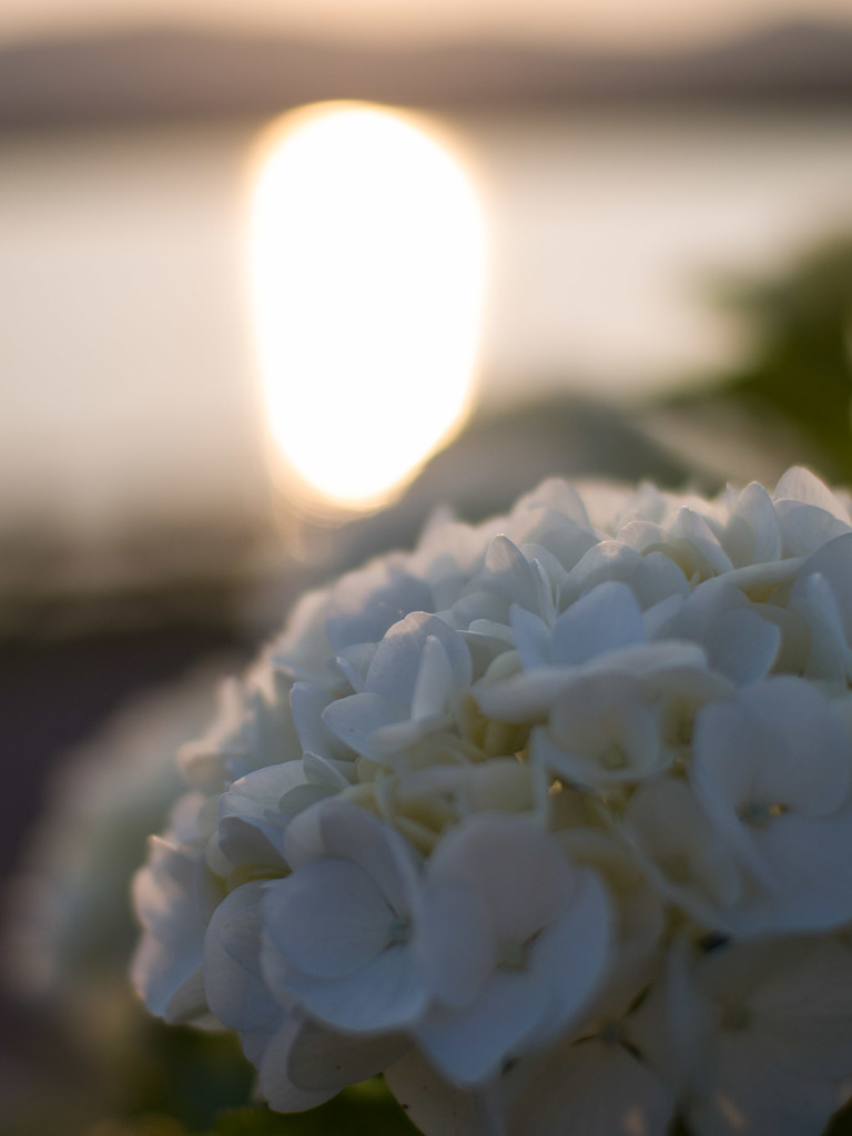 Hydrangea.