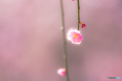 春に恋して。