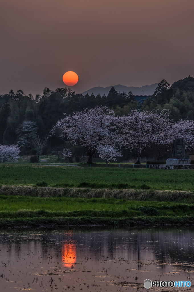 夕日と桜。