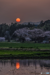 夕日と桜。