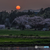 夕日と桜。