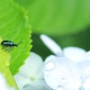 輝く虫