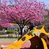 ぽかぽかの春