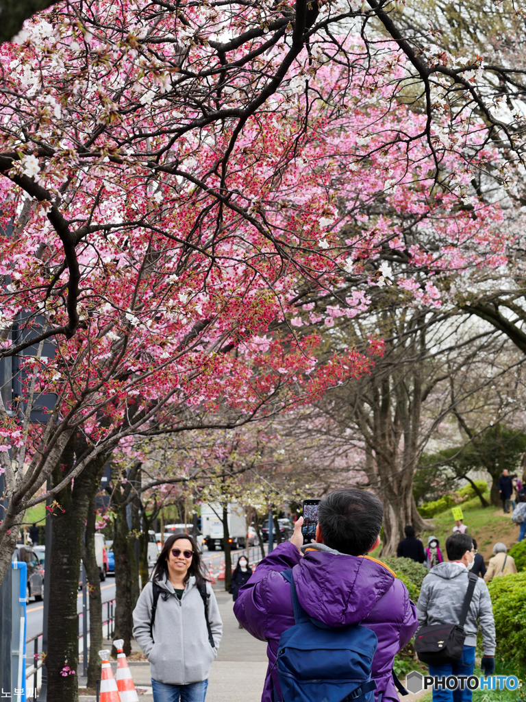 それぞれのお花見 北の丸公園-1