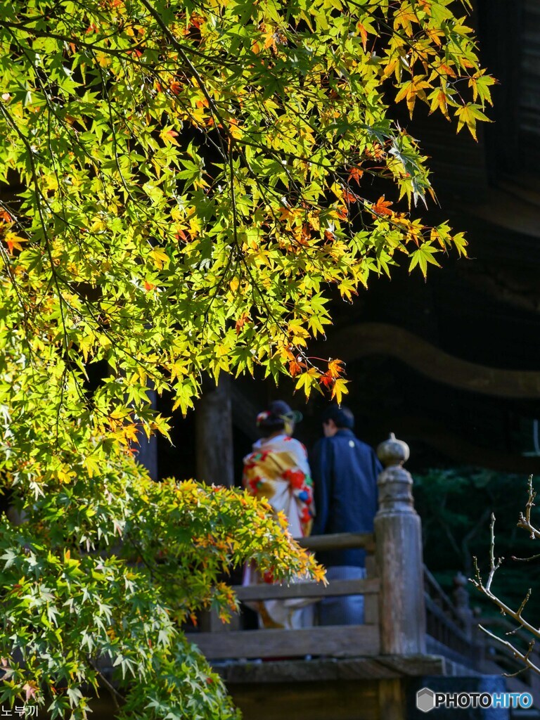 遡ること8日前、青葉の妙本寺