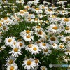 花木園に憩う