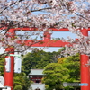 4月3日 鶴岡八幡宮