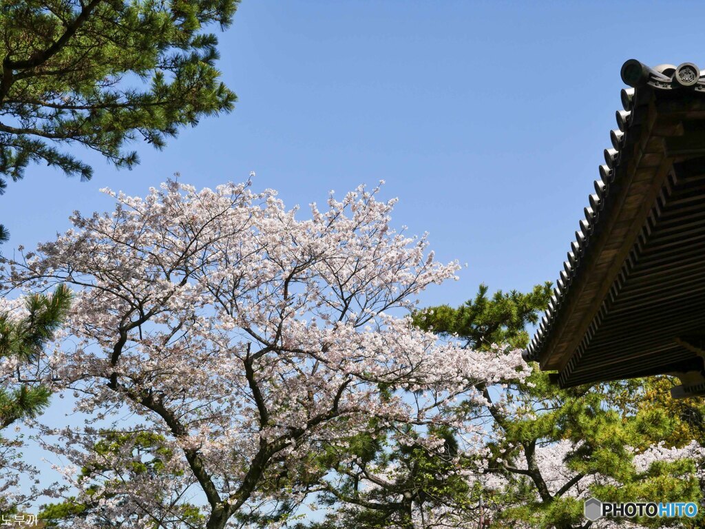 これぞ三渓園なサクラ-5