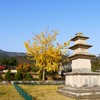 韓国 慶州 いちょう-1