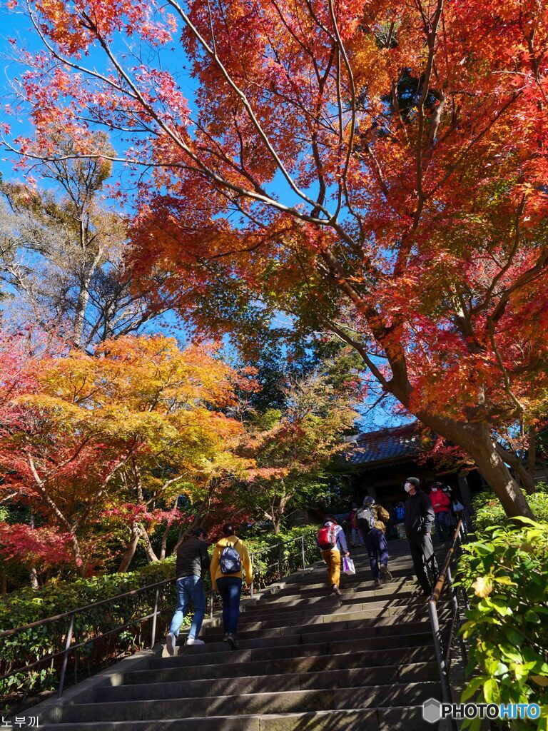 毎年恒例、円覚寺の紅葉散歩